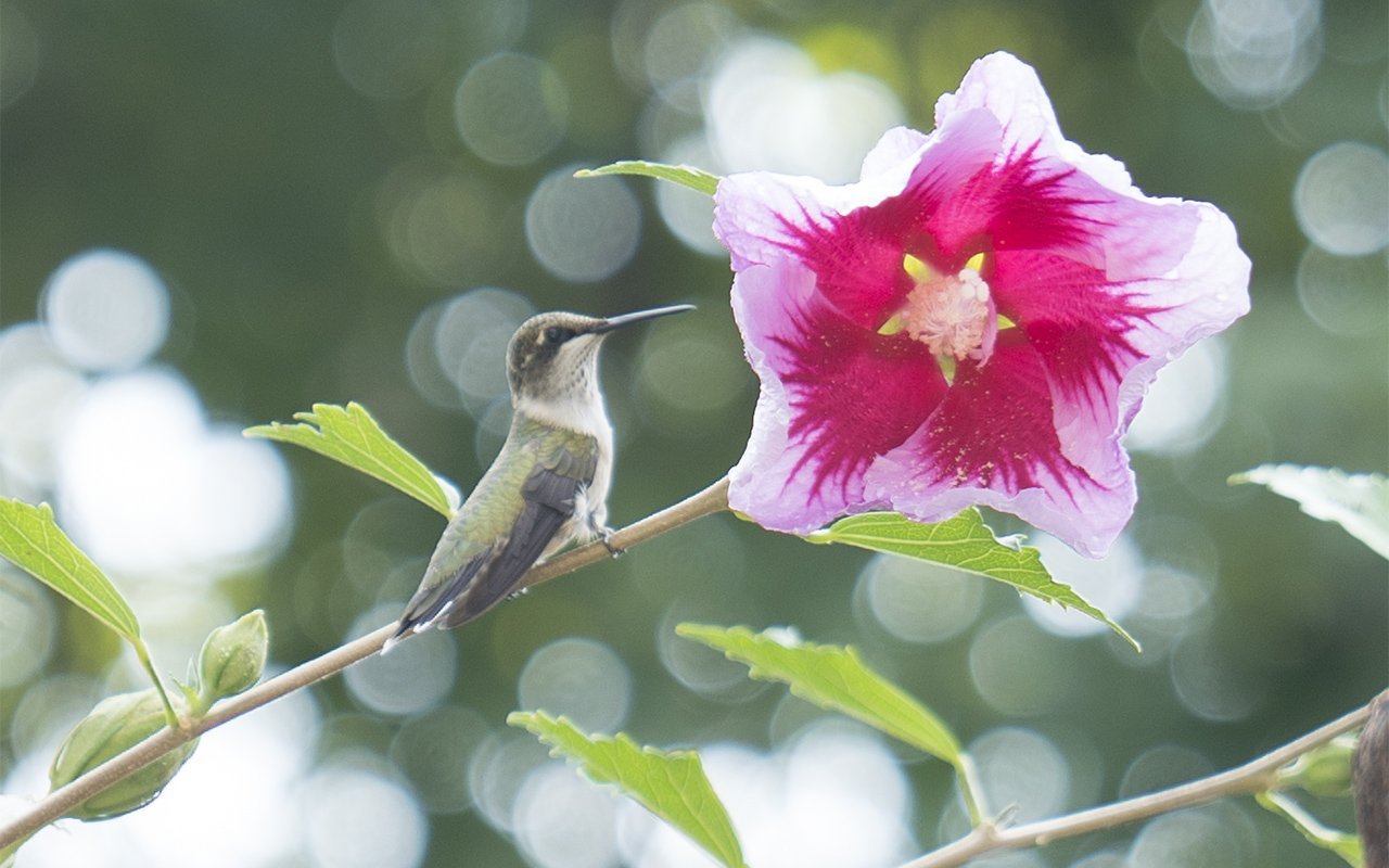 Is Rose of Sharon (Hibiscus) Beneficial for Pollinators?