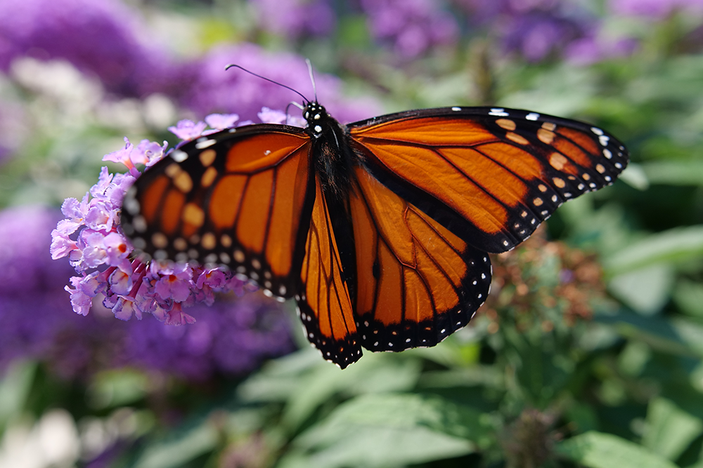 Close up image of Monarch butterfly on butterfly bush