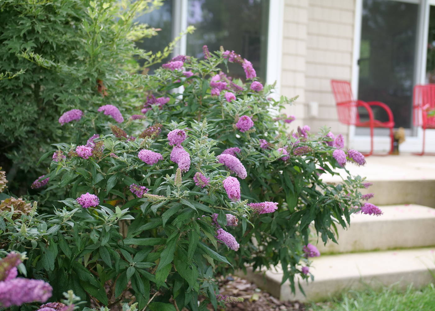 Our 11 Favorite Deer-Resistant Plants That Pollinators Love