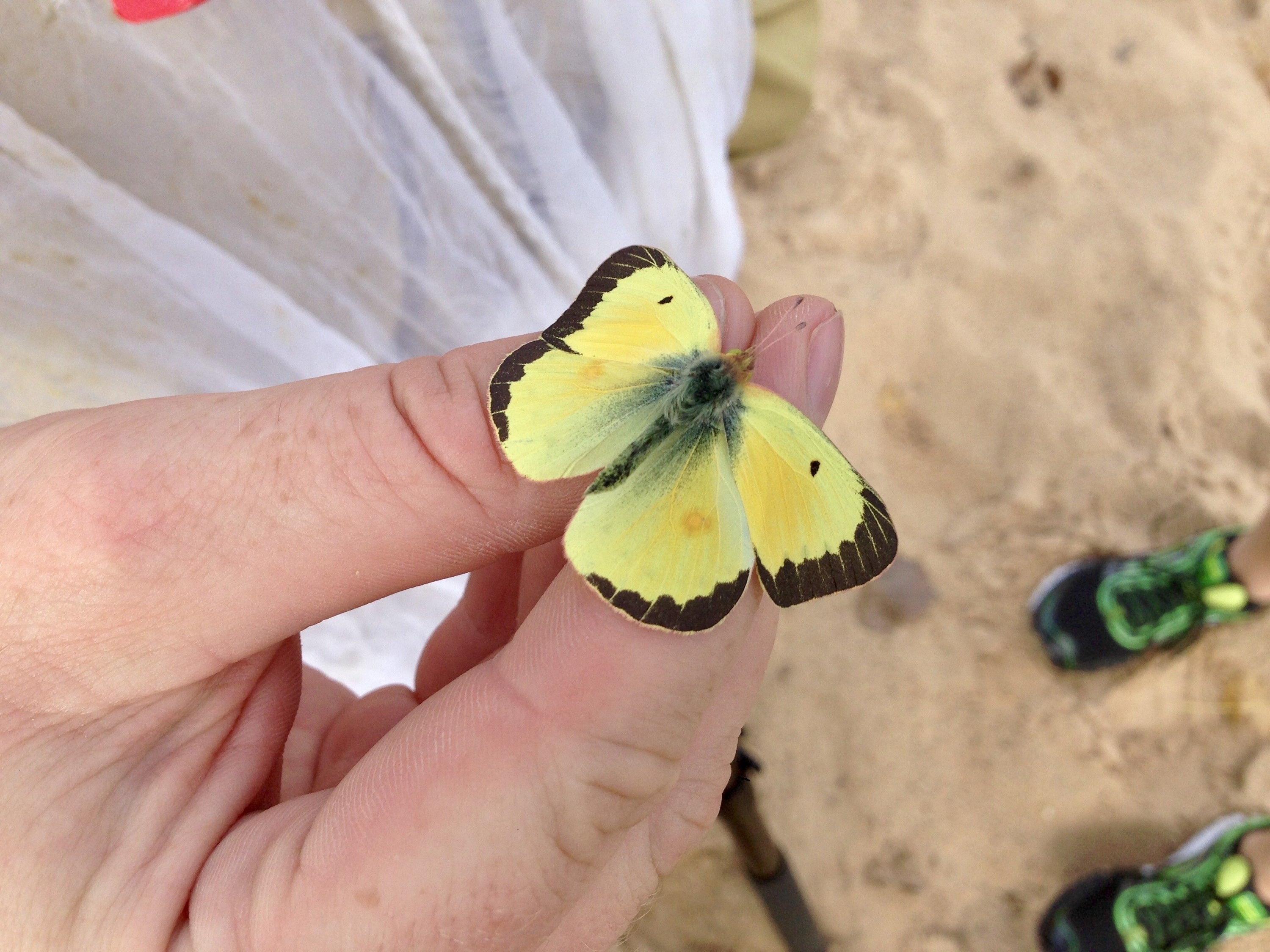 Make an Impact This Citizen Science Month