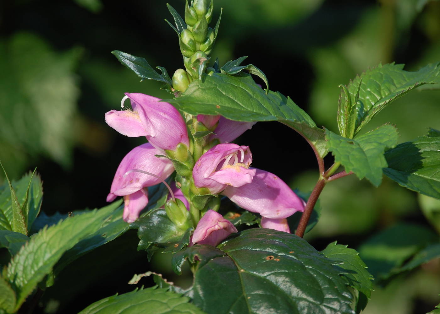 Close up image of bright pink turtlehead flowers with glossy green folaige