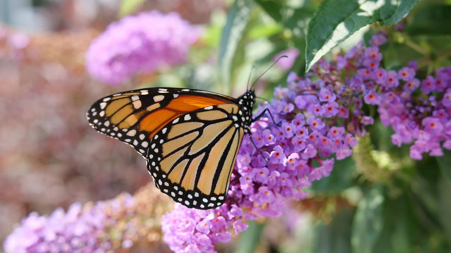 How To Help Springtime Pollinators In Your Garden