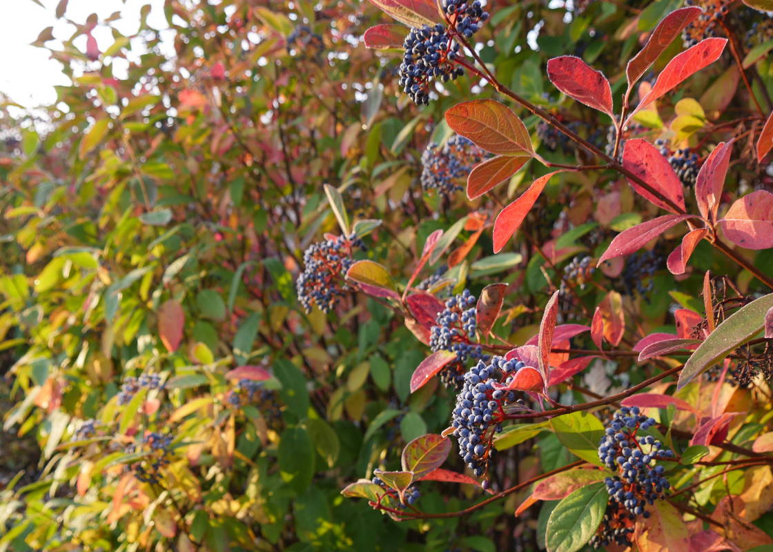 7 Native Shrubs That Take Center Stage In Fall