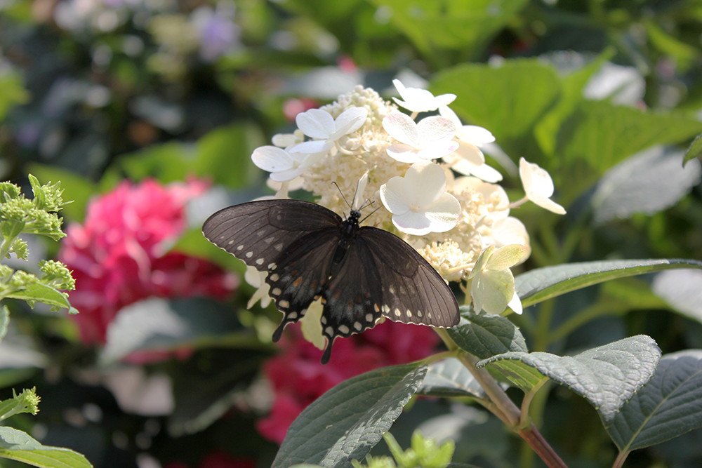 black butterfly on white hydrangea flower