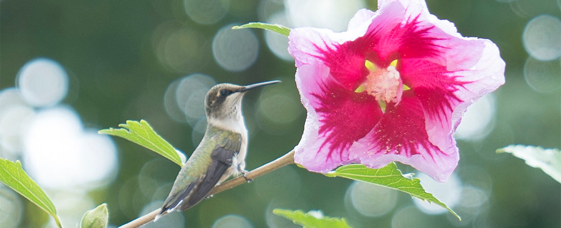 Hummingbird Plants For Sale