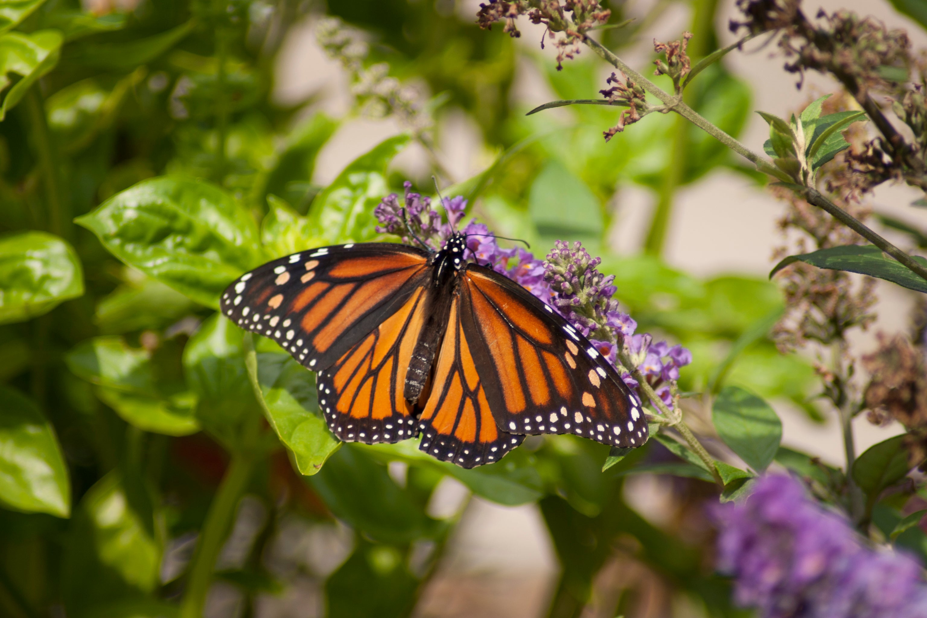 Shrubs and Perennials to Attract Butterflies