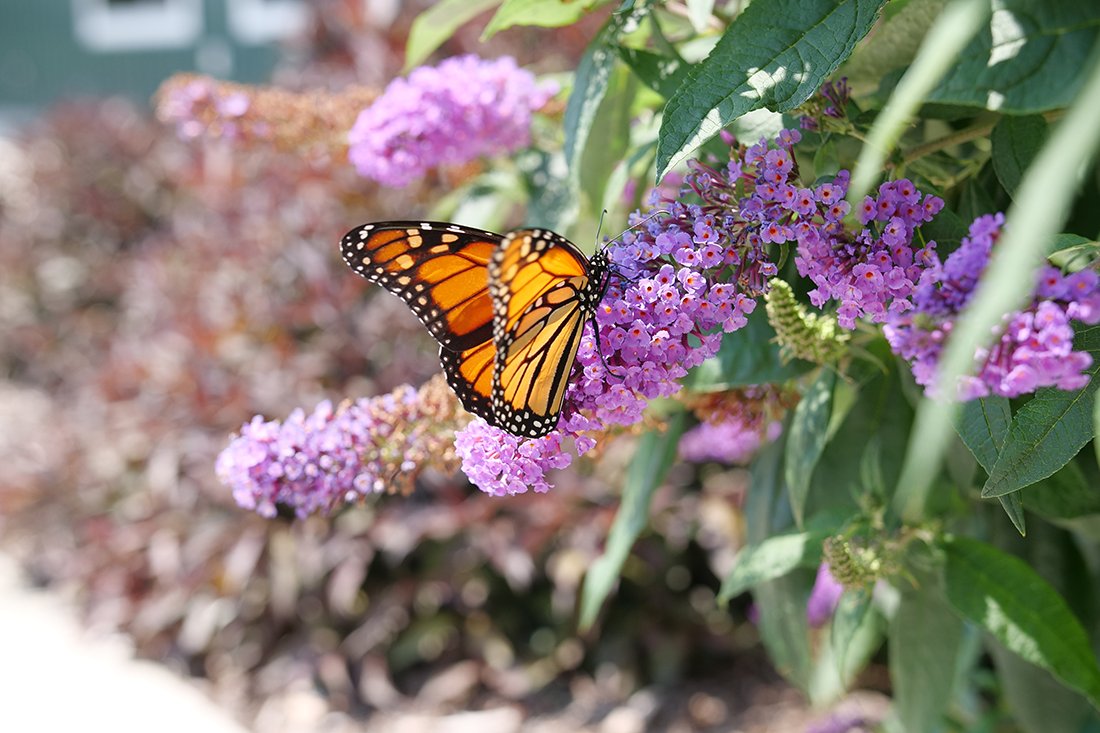 Purple butterfly bush with butterfly