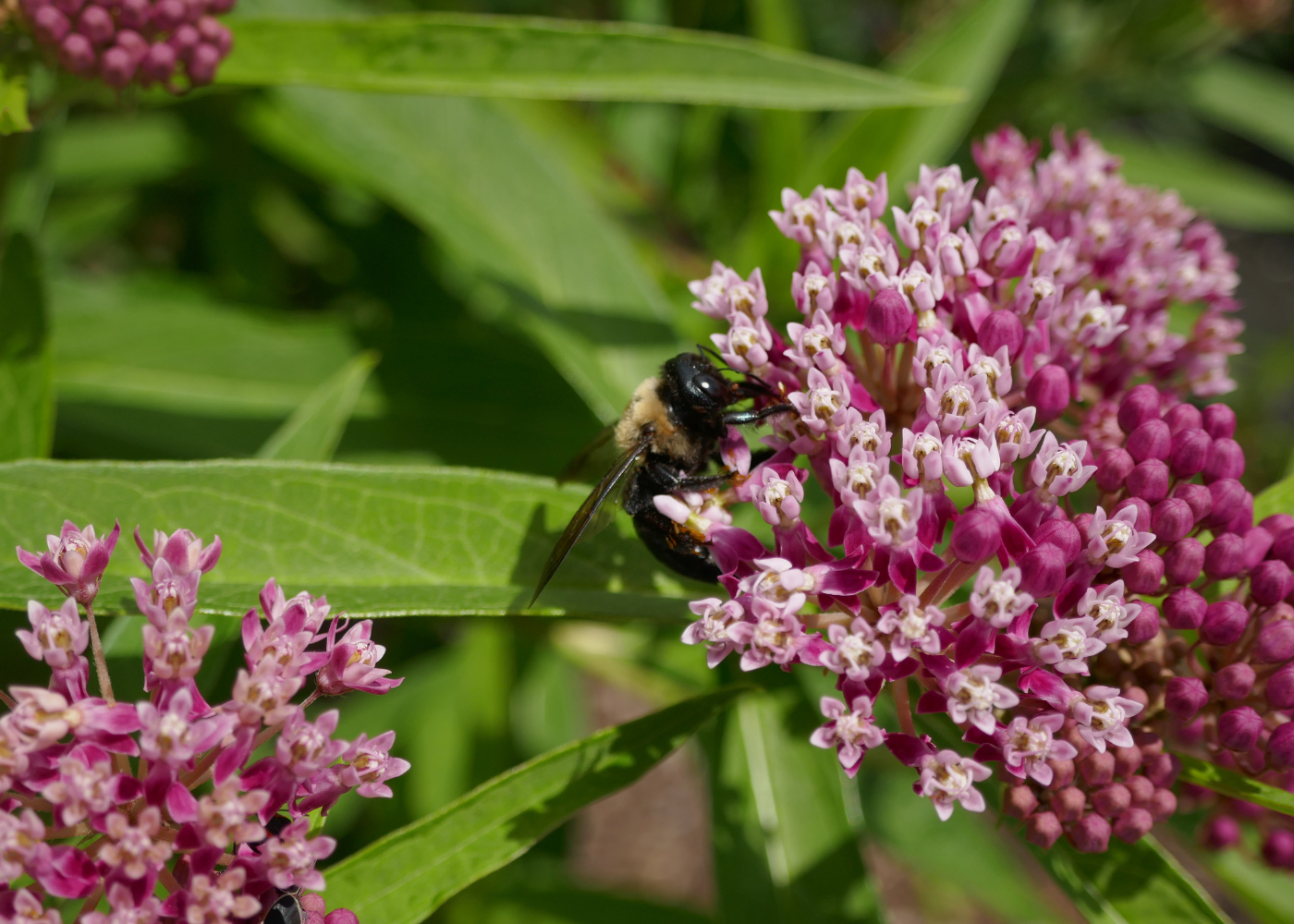 Honeybee feeding on the nectar from pink milkweed plants