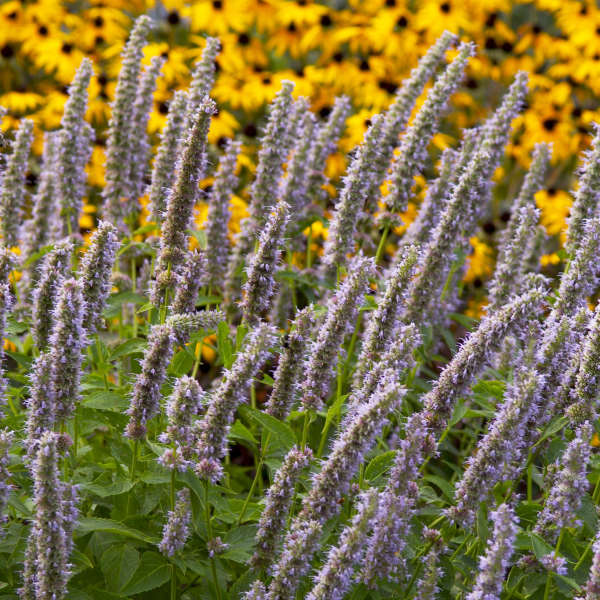 Blue/purple hummingbird mint flowers