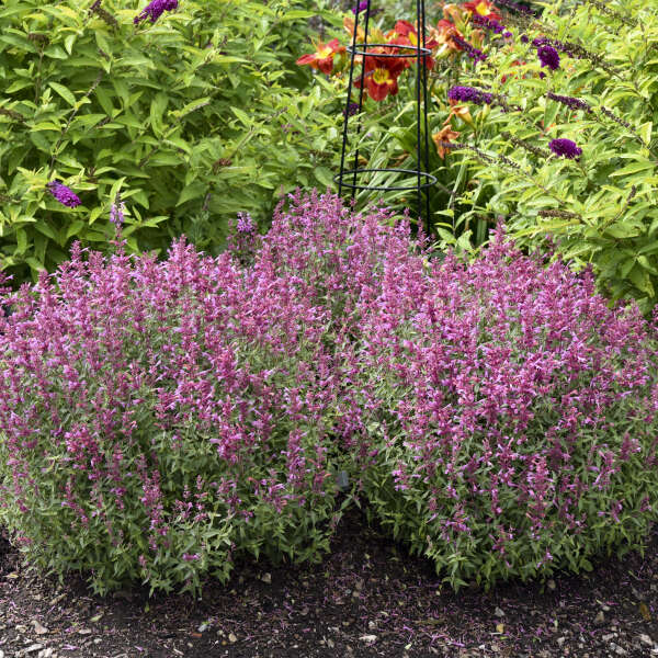 Mounds of pink flower spikes of hummingbird mint