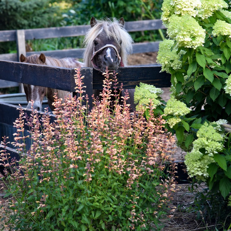 Purple and orange hummingbird mint flowers in a garden near a small horse