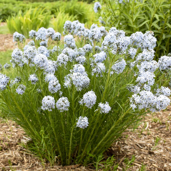 Amsonia String Theory bluestar has clusters of delicate blue flowers bloom in the spring. 