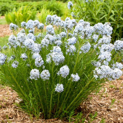 Amsonia String Theory bluestar has clusters of delicate blue flowers bloom in the spring. 