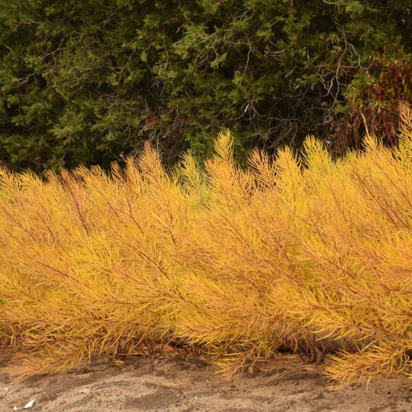 Amsonia String Theory bluestar has vibrant textured foliage in the fall.