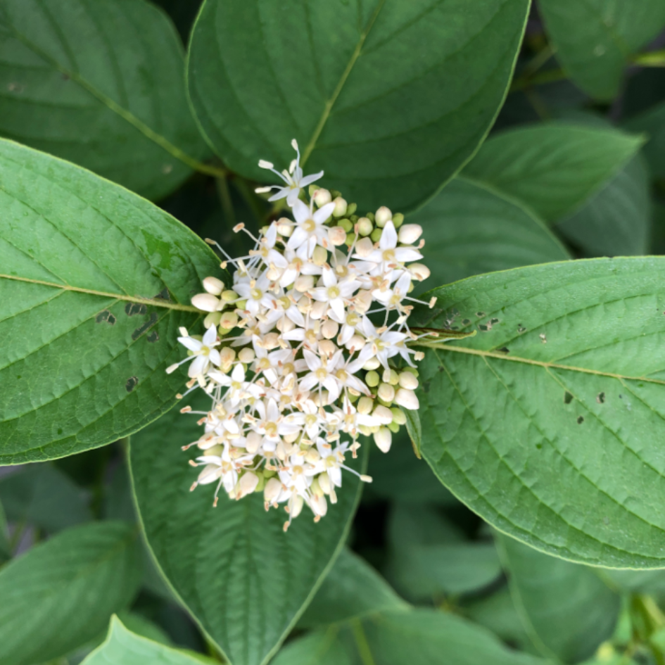 Cornus Arctic Fire Yellow has white flowers and the foliage hosts the larvae of the spring azure butterfly