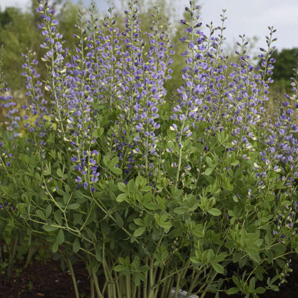 Baptisia Blue Bubbly False Indigo makes a lovely addition to cut flower arrangements.
