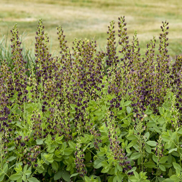 Baptisia Dark Chocolate False Indigo that has spikes of flowers reaching 17 inches long.