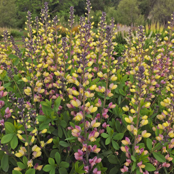 Baptisia Pink Lemonade False Indigo has pea shaped yellow aged to pink blooms.