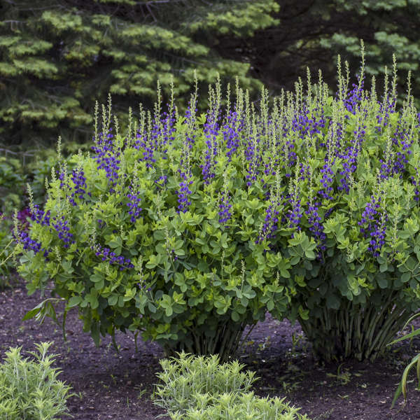 Baptisia Sparkling Sapphires False Indigo has vivid blue flowers spikes that blooms in spring.