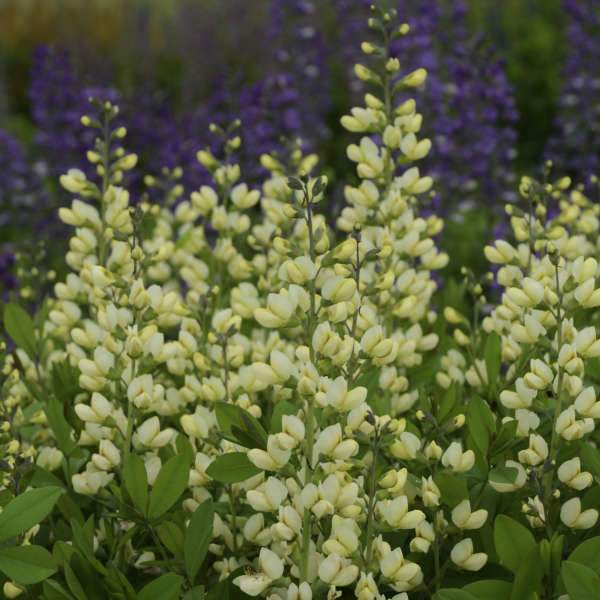 Baptisia Vanilla Cream False Indigo has creamy white flowers that blooms for weeks.