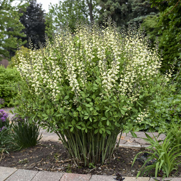 Baptisia Vanilla Cream False Indigo is excellent for cut flowers arrangements.