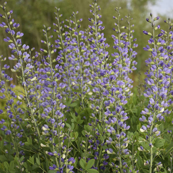 Baptisia Blue Bubbly False Indigo with massive 16 inch long flower spikes hovering above the foliage.