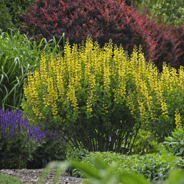 Decandence Lemon Meringue False Indigo with lemon yellow blooms in the garden.