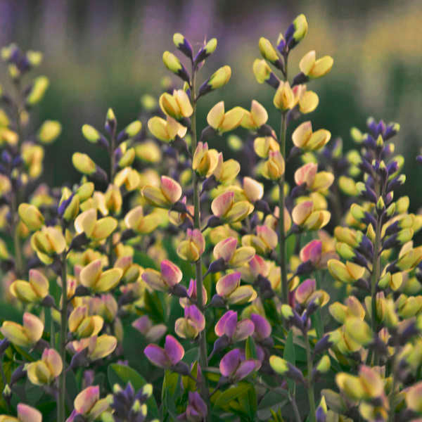 Baptisia Pink Lemonade False Indigo makes a lovely addition to cut flower arrangements.