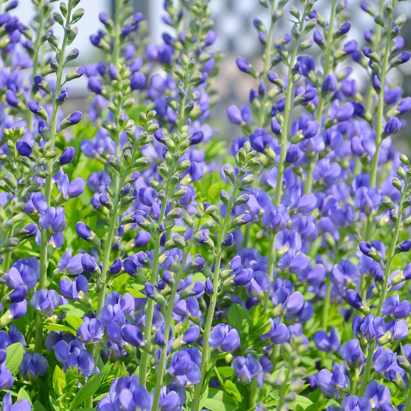 Blue Wild Indigo (Baptisia australis)