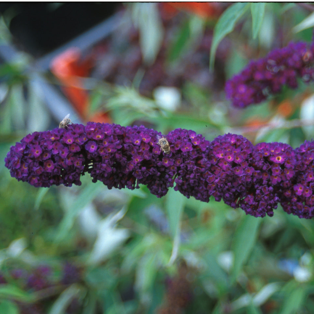 Black Knight Butterfly Bush with deep purple color bloom in the garden