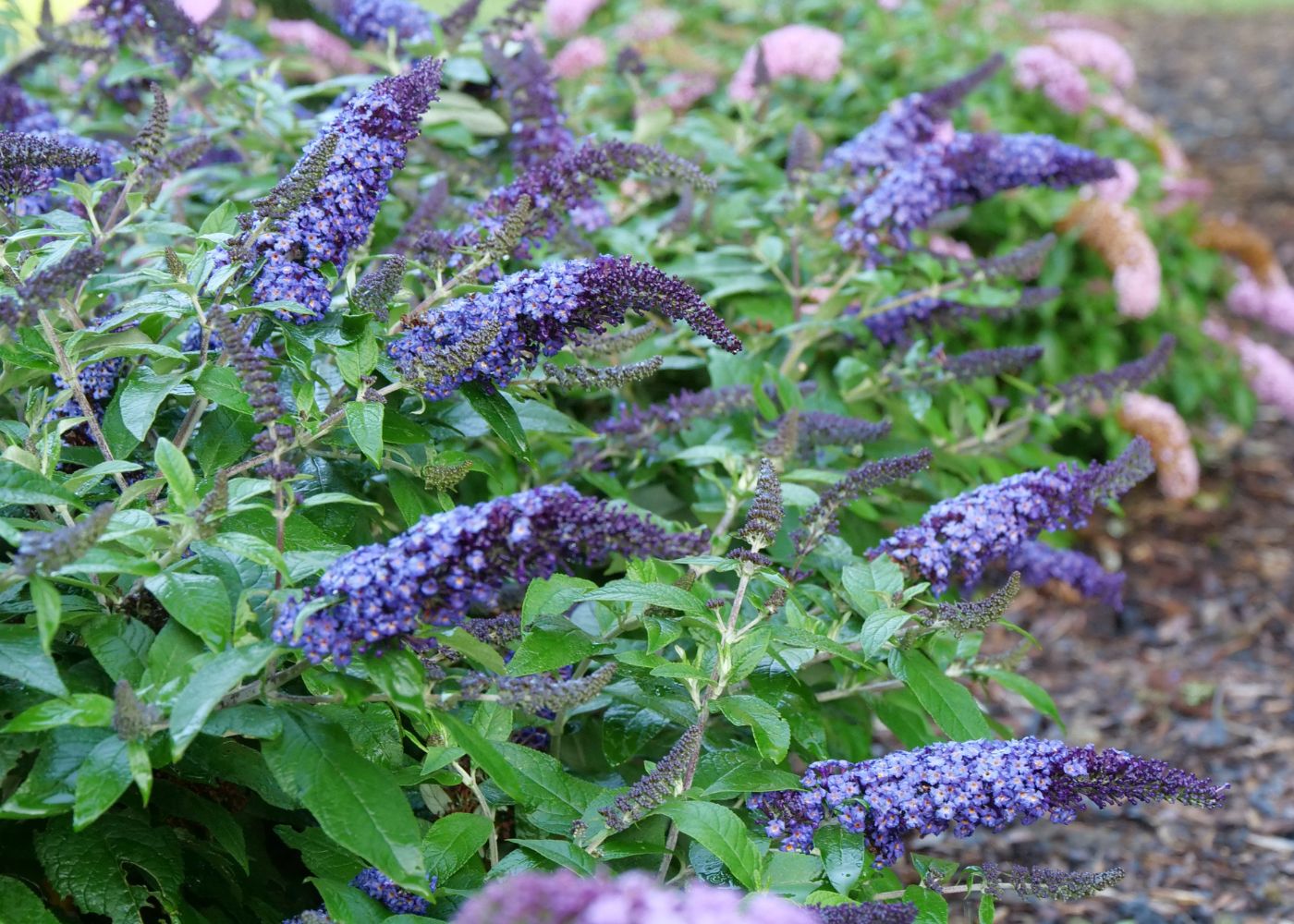Blue butterfly bushes in a small garden