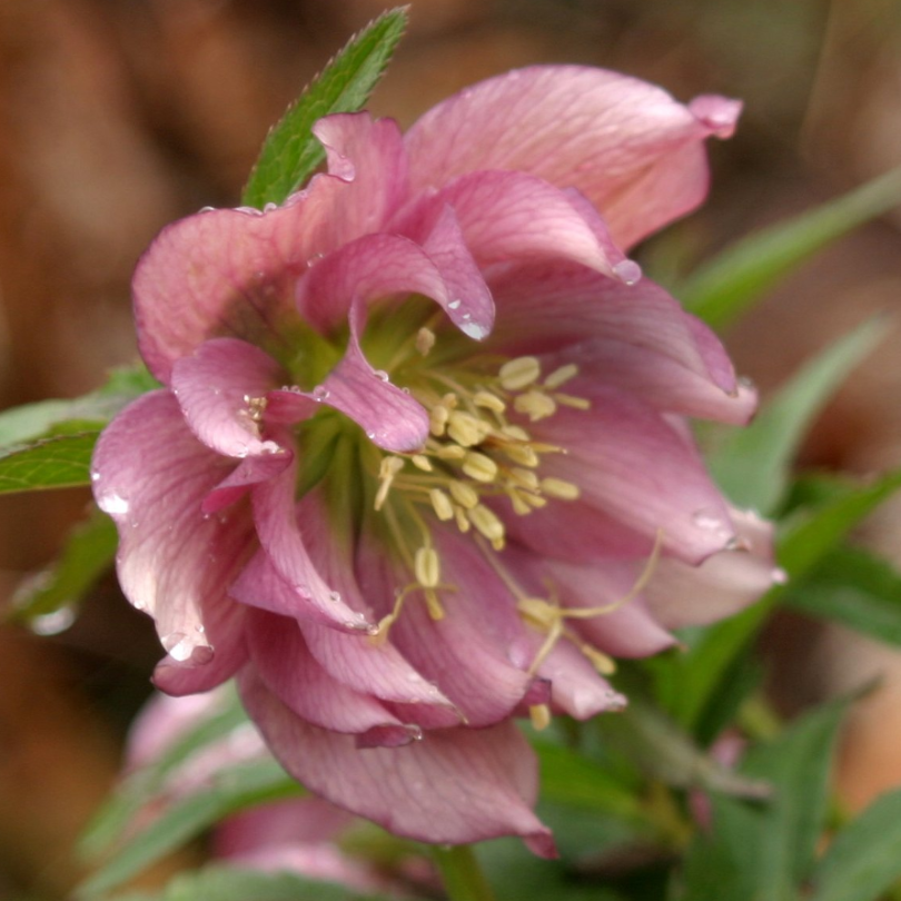 Close up of pink flowering &