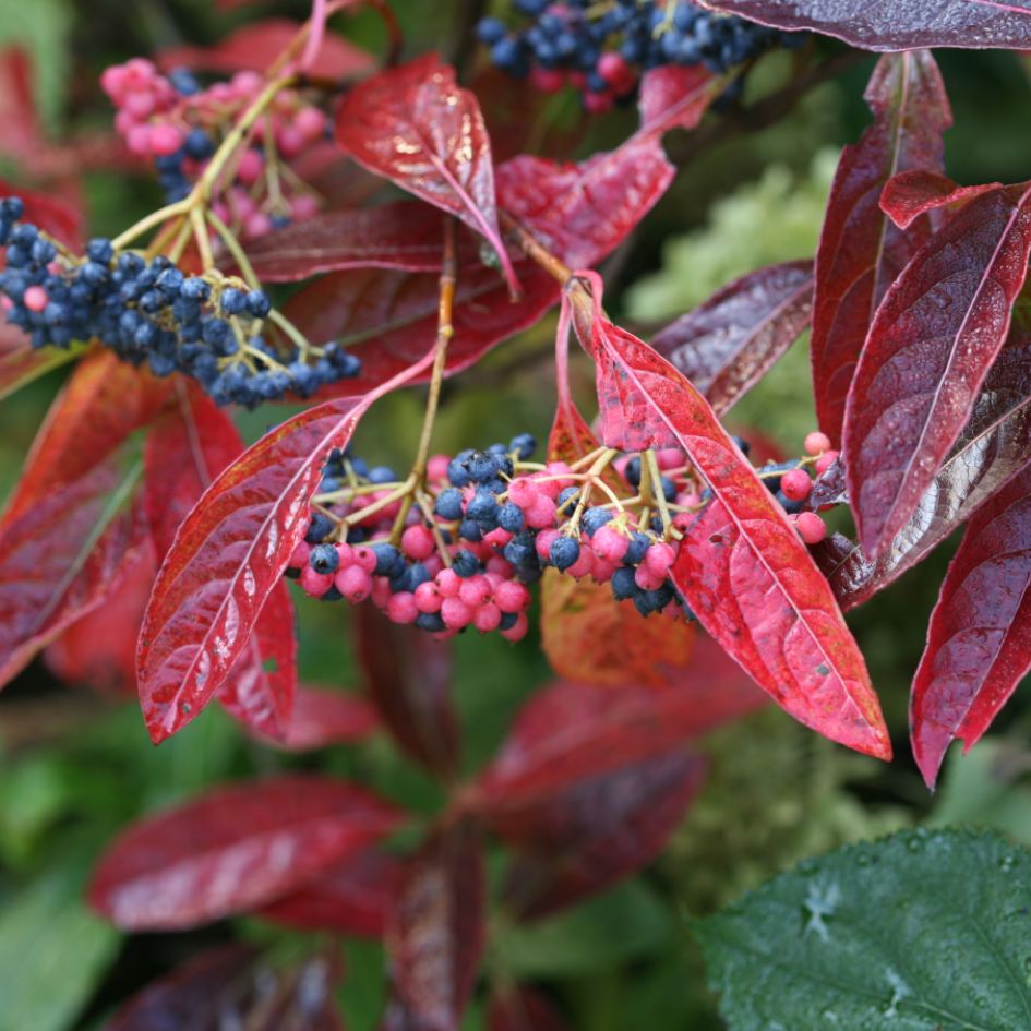 Brandywine Viburnum has red foliage in the fall even while it has pink and blue berries.