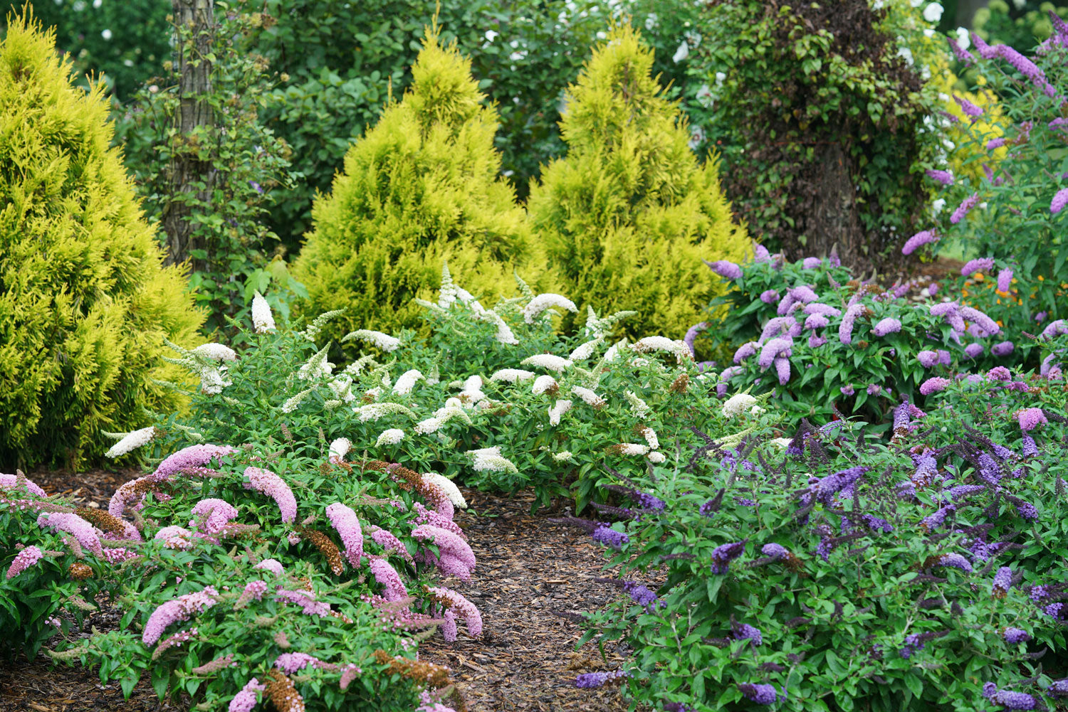 Buddleai Pugster shrubs in the landscape.