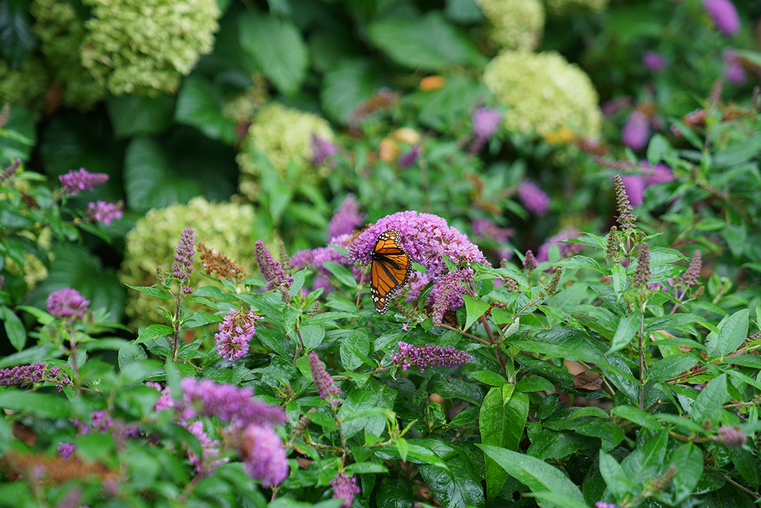 Monarch butterfly feeding on butterfly bush with hydrangeas in the background