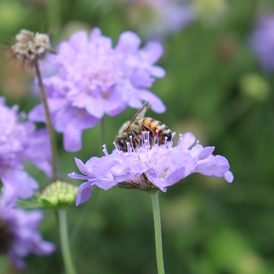 Butterfly Blue' Pincushion Flower