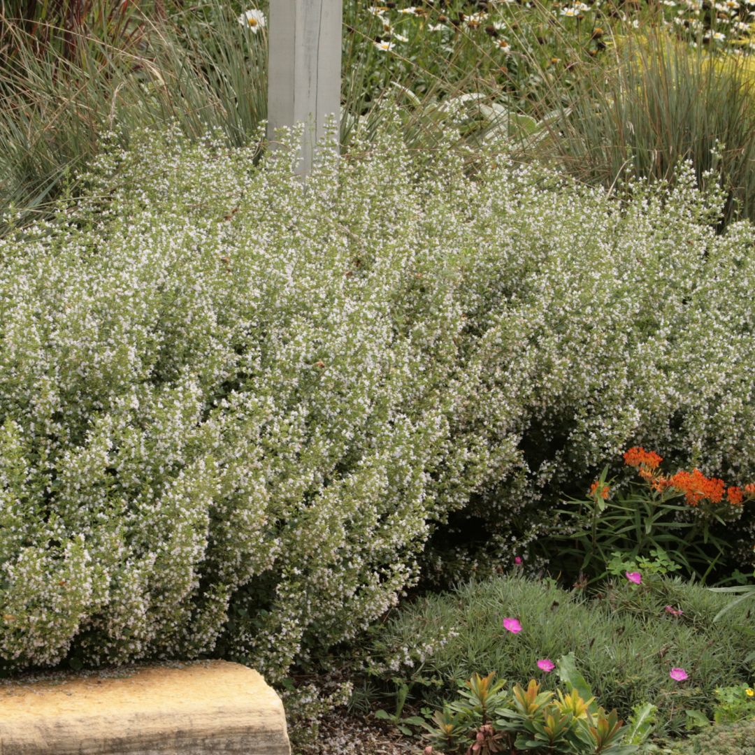 Calamint with confetti like white blooms in summer.