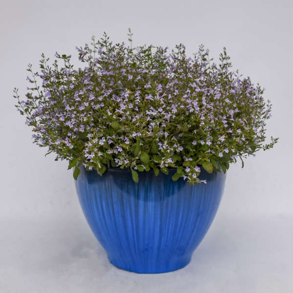 Marvelette Blue Calamint growing in a container with mint scented foliage and soft purple flowers in early summer.