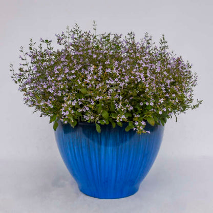 Marvelette Blue Calamint growing in a container with mint scented foliage and soft purple flowers in early summer.