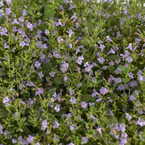 Marvelette Blue Calamint blooming in early summer and providing a playground for honey bees, butterflies and hummingbirds.