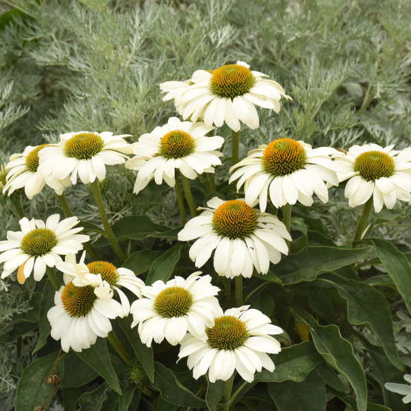 Color Coded The Price is White Coneflower has richly textured white blooms and large seeds heads that invite pollinators to play.