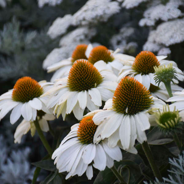 Color Coded The Price is White Coneflower creates a mesmerizing display in the garden.