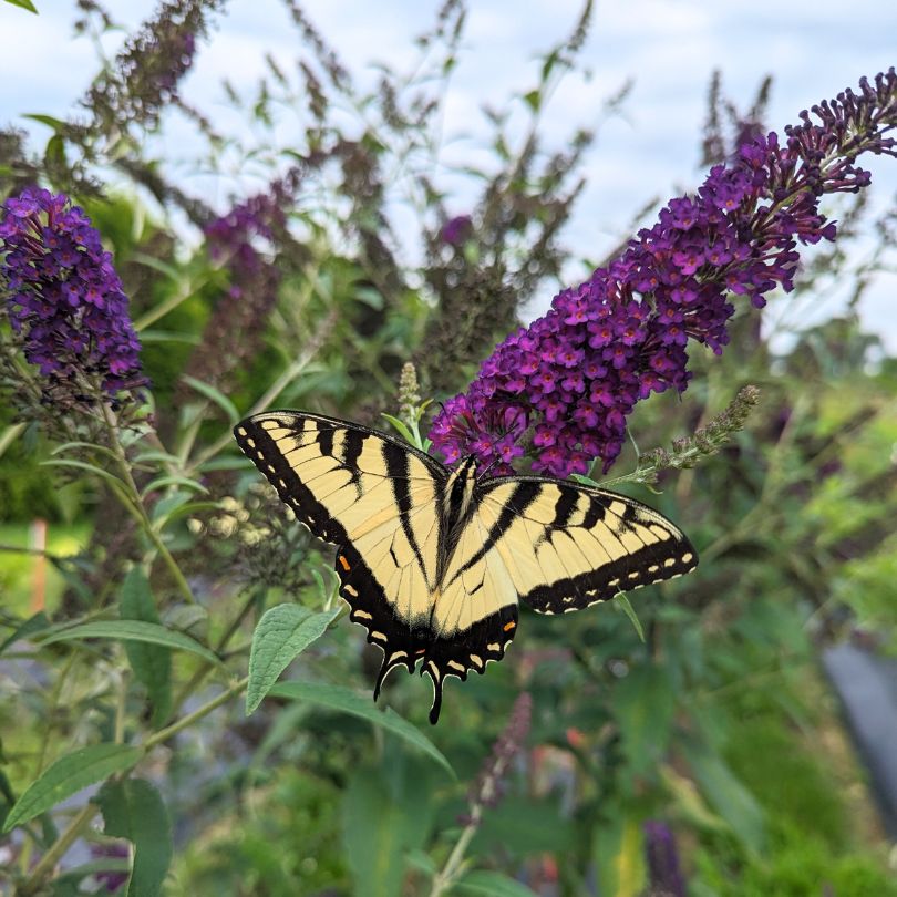 Butterfly perched on a purple flower with a blurred natural background