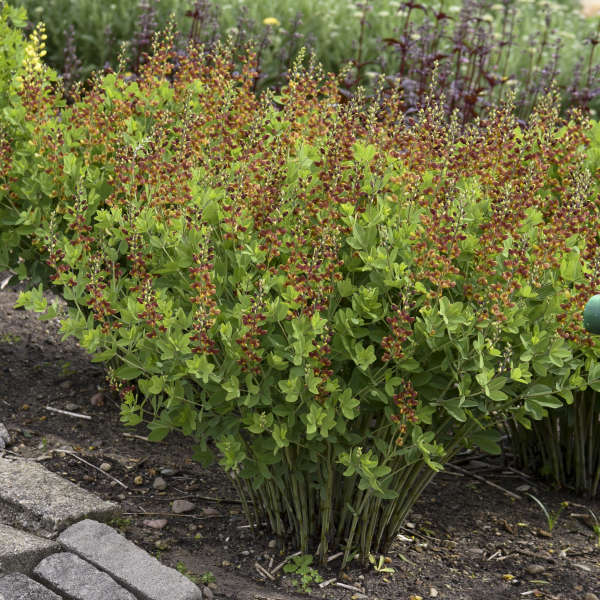 Decandence Cherries Jubilee False Indigo with bicolor flowers that makes excellent fresh flower arrangements.