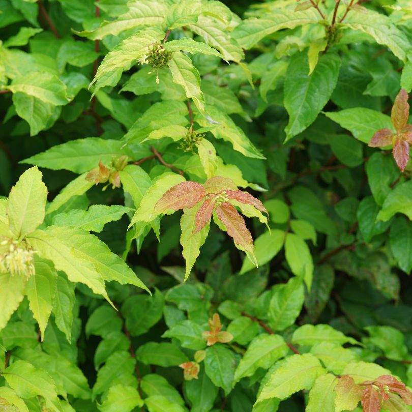 Close-up of green Diervilla foliage with some red-brown spots on a blurred green background