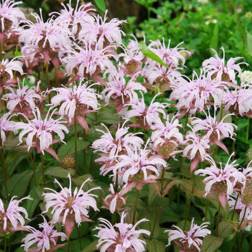 Eastern Beebalm close up of light lavender flowers in summer.