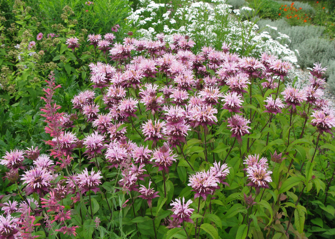A dense patch of pink bee balm flowers with green leaves in a garden setting.