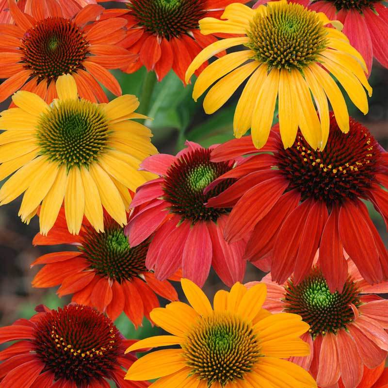 Cheyenne Spirit Coneflowers has vibrant blooms that attracts pollinators.