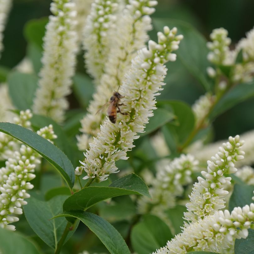 Bee on a Itea flower with green leaves in the background