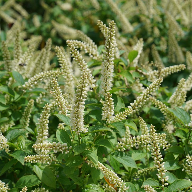 Clusters of white Itea flowers in a pollinator garden